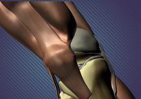 A Closer Look Anatomy of the Knee